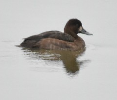 Aythya affinis
