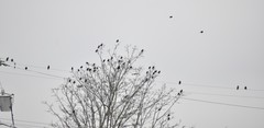 Sturnus vulgaris
