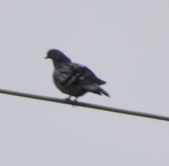 Columba livia domestica