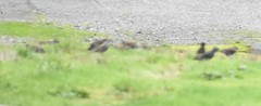 Sturnus vulgaris