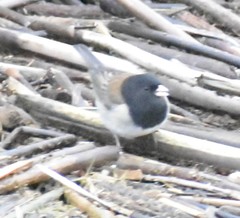Junco hyemalis
