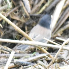 Junco hyemalis