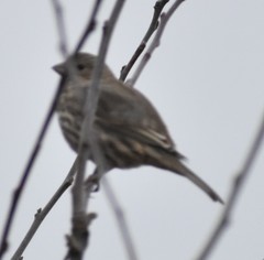 Haemorhous mexicanus