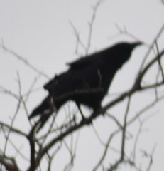 Corvus brachyrhynchos