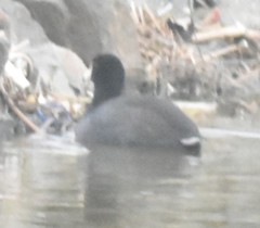 Fulica americana