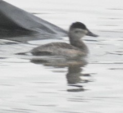 Oxyura jamaicensis