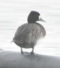 Aythya affinis