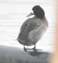 Aythya affinis