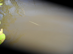 Potamorrhaphis eigenmanni