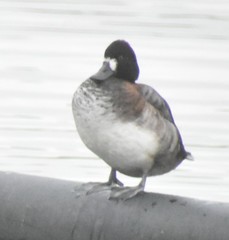 Aythya affinis