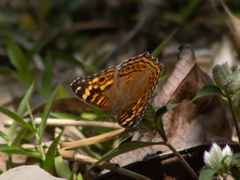 Junonia erigone