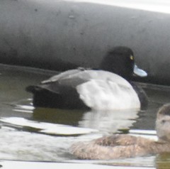 Aythya affinis