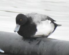Aythya affinis