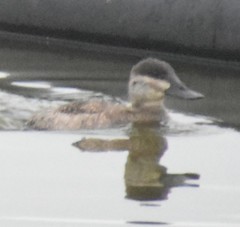 Oxyura jamaicensis
