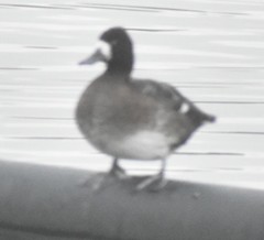 Aythya affinis