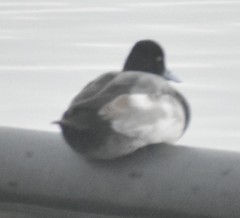 Aythya affinis