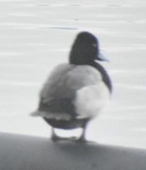 Aythya affinis