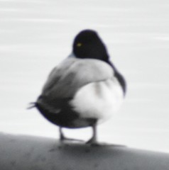 Aythya affinis