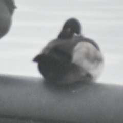 Aythya collaris