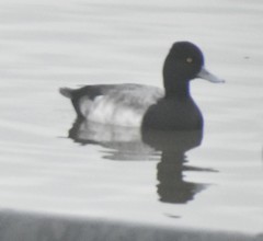 Aythya affinis