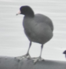 Fulica americana