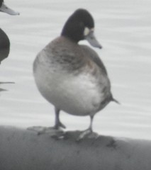 Aythya affinis