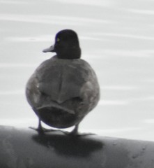 Aythya affinis