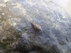 Semisulcospira libertina