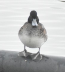 Aythya affinis