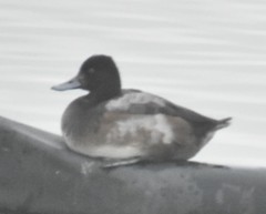 Aythya affinis