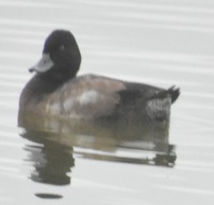 Aythya affinis