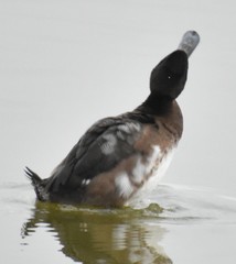 Aythya affinis