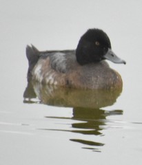 Aythya affinis