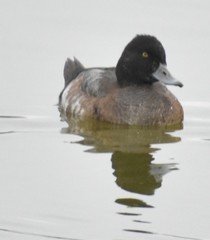 Aythya affinis