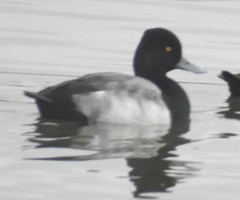 Aythya affinis