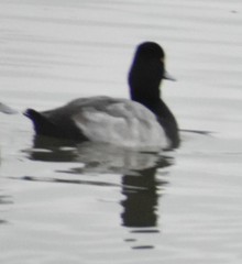 Aythya affinis