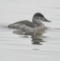 Oxyura jamaicensis
