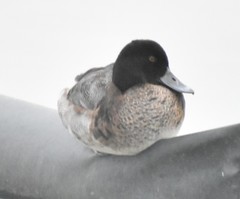 Aythya affinis