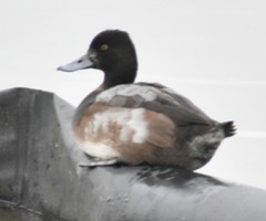 Aythya affinis