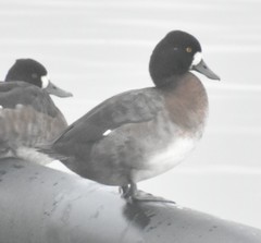Aythya affinis