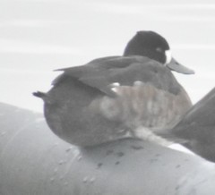 Aythya affinis