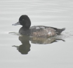 Aythya affinis