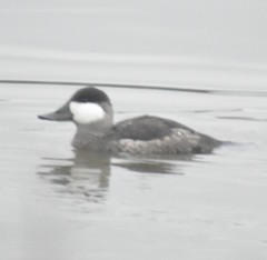 Oxyura jamaicensis