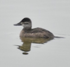 Oxyura jamaicensis