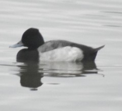 Aythya affinis