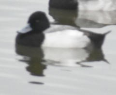 Aythya affinis