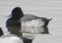 Aythya affinis