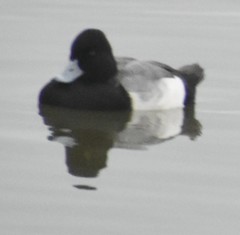 Aythya affinis
