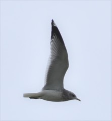 Larus brachyrhynchus