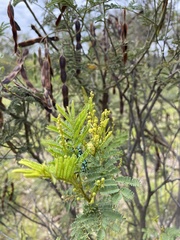 Acacia deanei